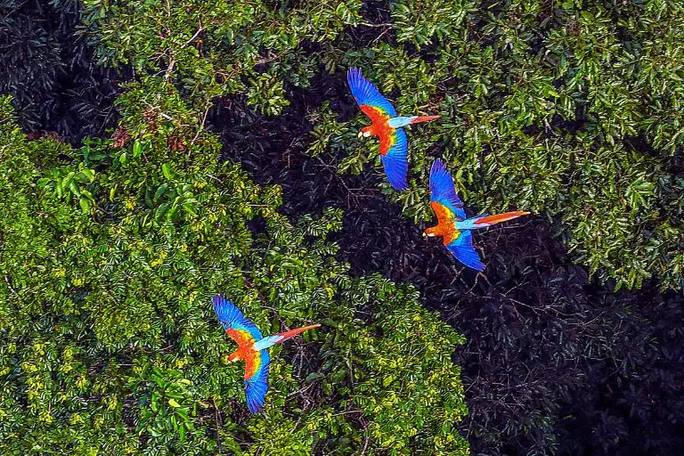 Bioma da Selva Amazônica