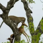 A natureza dos carnívoros: entendendo os animais predadores