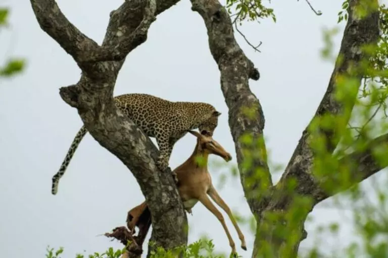 A natureza dos carnívoros: entendendo os animais predadores