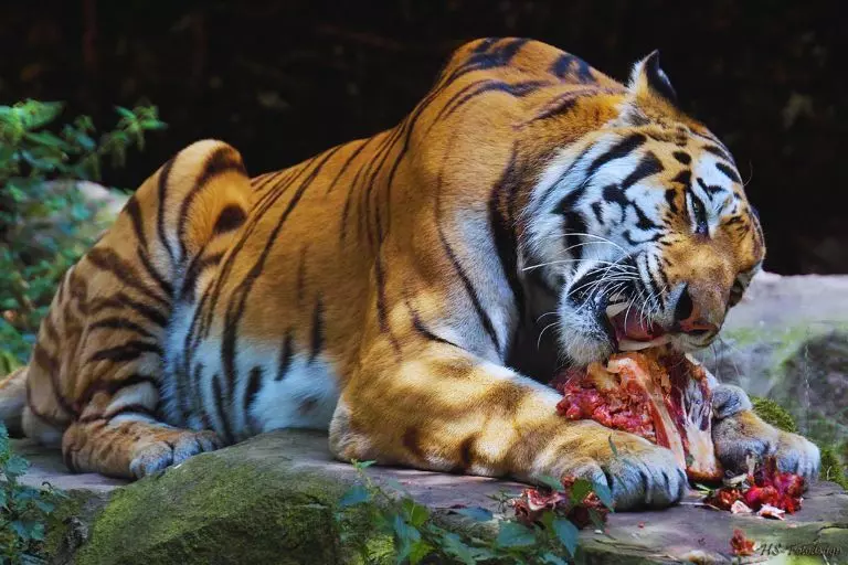 Tigre comendo