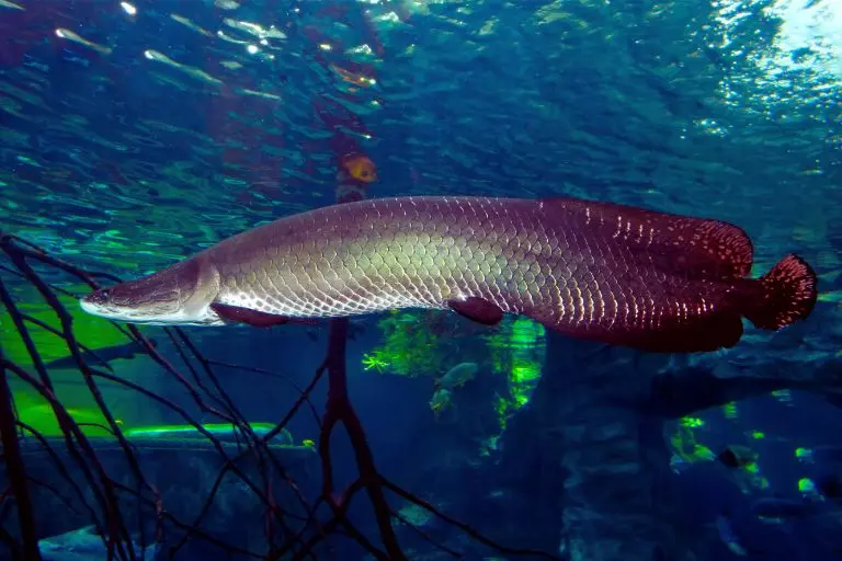 Arapaima