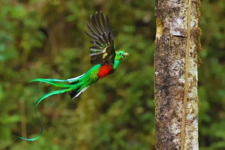 Quetzal