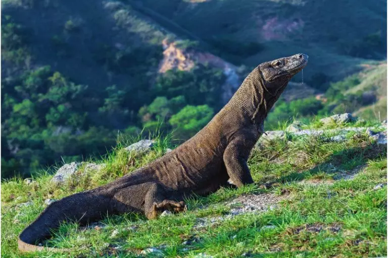 Dragão-de-komodo