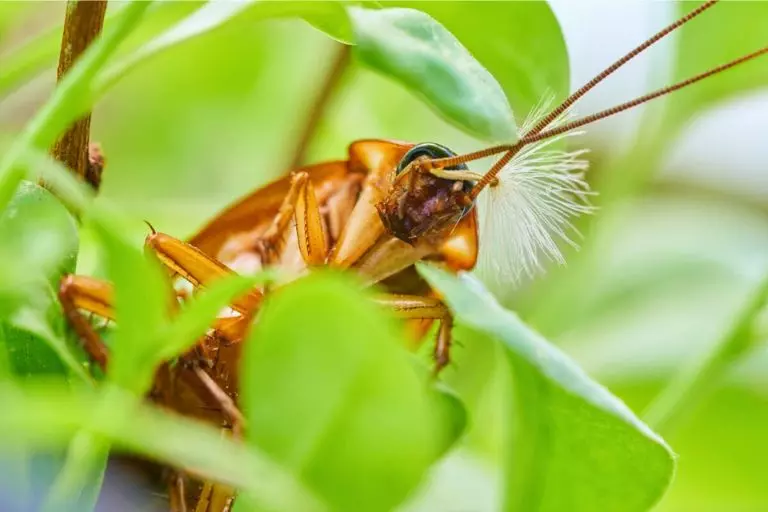 Barata polinizadora