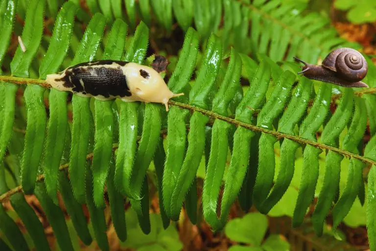 Lesma e caracol