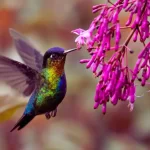 Atraindo beija-flores para o seu jardim