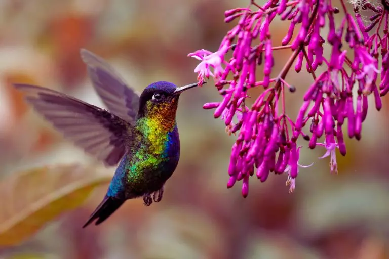 Atraindo beija-flores para o seu jardim