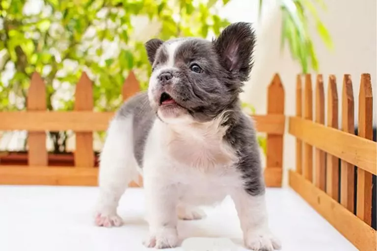 Nova raça de cachorro