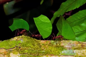 Formigas cortadeiras