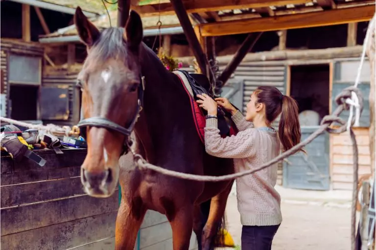 Introduza o cavalo ao equipamento