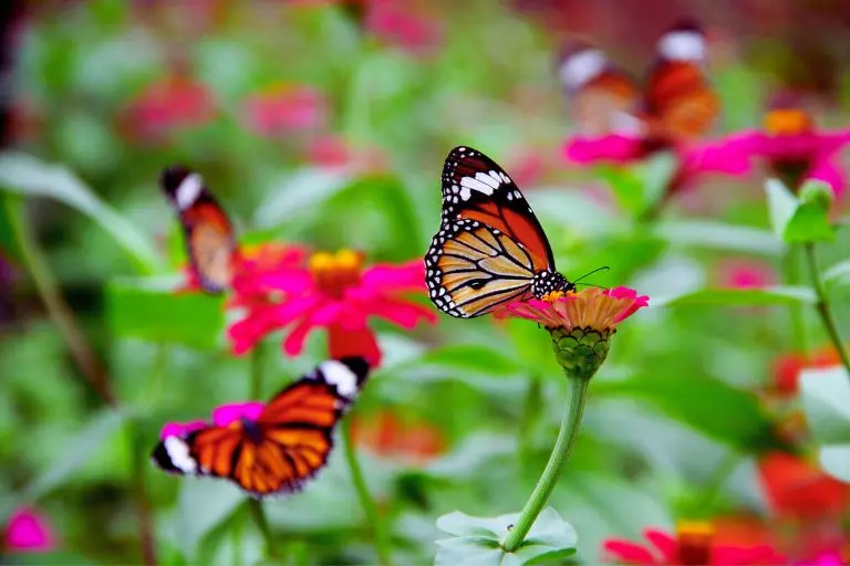 Como atrair borboletas para o seu jardim