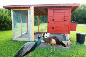 Como criar pavão em casa