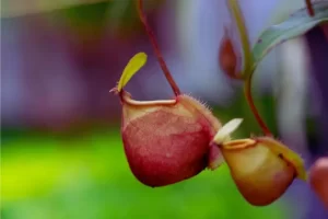 Como cuidar da planta carnívora