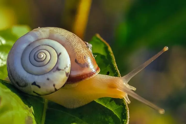 Caracol