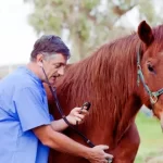 Como manter o cavalo forte e saudável?