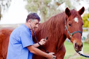 Como manter o cavalo forte e saudável?