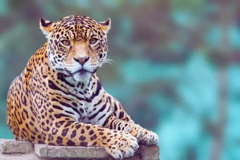 Leopardo