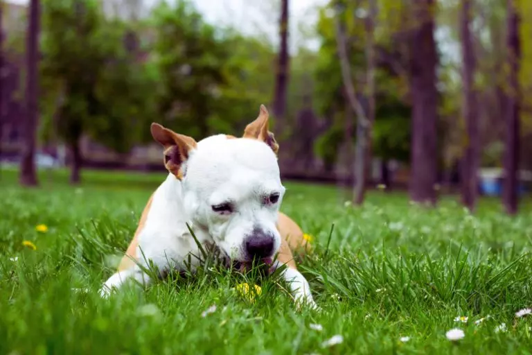 Ervas para cães