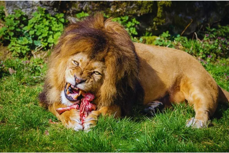 Leão comendo