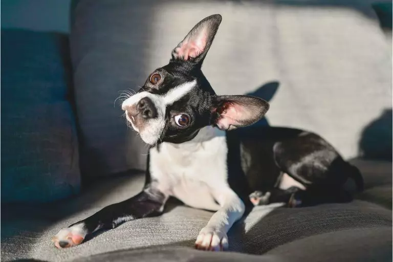 Cachorro inclinando a cabeça