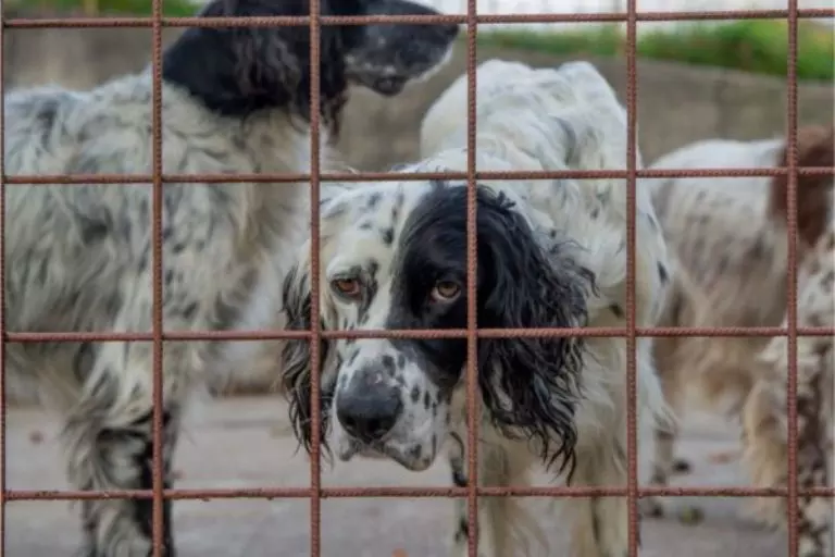 Os maus tratos aos animais uma triste realidade