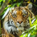 Os tigres: reis da selva