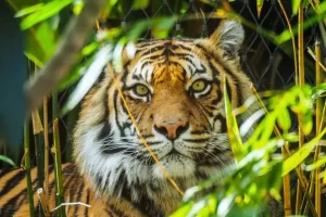 Os tigres: reis da selva