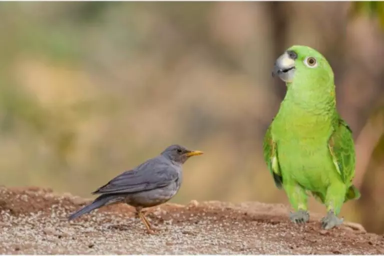 Passeriformes e psitacídeos entenda as diferenças