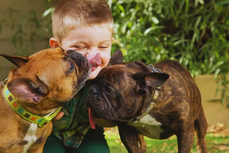 Cachorro pedindo atenção