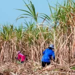 Pragas na cana-de-açúcar: como identificar e controla