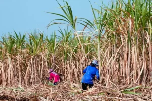 Pragas na cana-de-açúcar: como identificar e controla