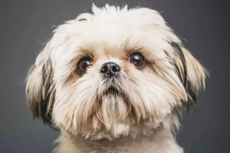 Shih Tzu com Maltês