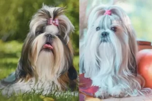 Qual a diferença entre Shih Tzu americano e europeu?