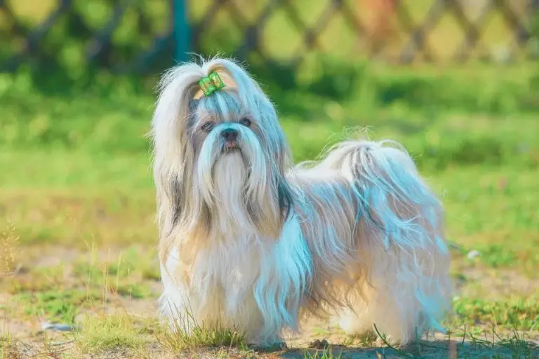 Shih Tzu europeu