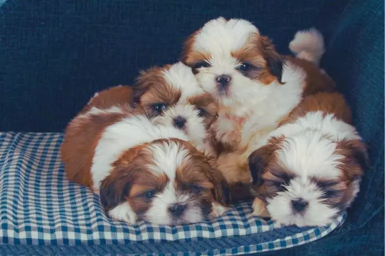 Shih Tzu com Lhasa