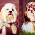 Qual a diferença entre Shih Tzu e Lhasa Apso