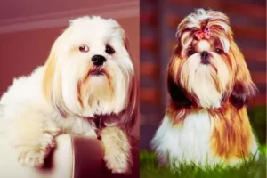 Qual a diferença entre Shih Tzu e Lhasa Apso