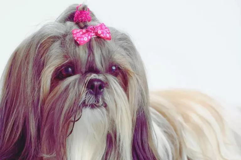 Shih Tzu com Lhasa Apso