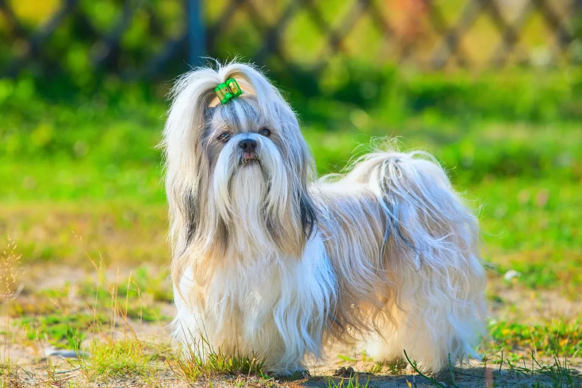 Qual a diferença entre Shih Tzu americano e europeu? - Imagem Canva Pró