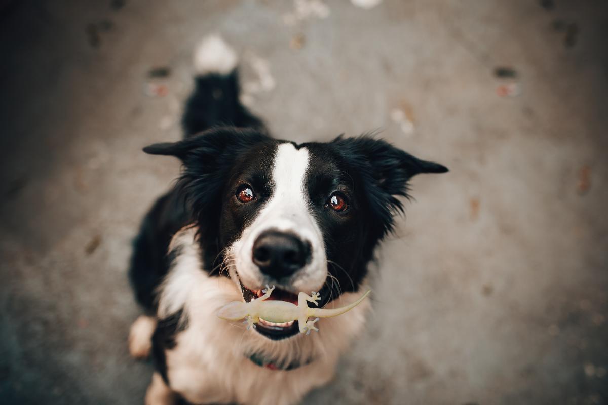 Os riscos da ingestão de taruíras e lagartixas pelos cães