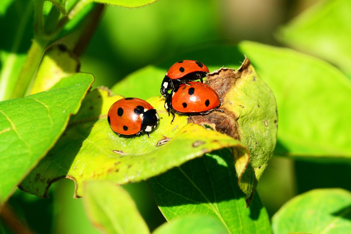 Os tipos de besouros indicados para o jardim e aqueles que devem ser evitados - Imagem Canva Pró