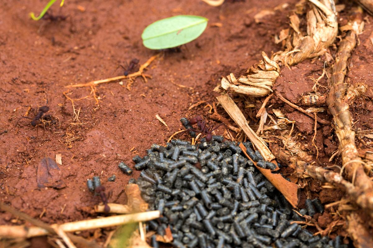 Como acabar com as formigas cortadeiras?