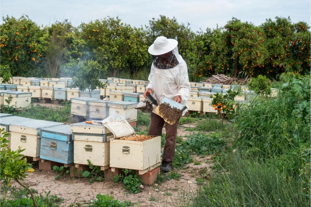 Iniciando na apicultura: um guia completo para criar abelhas