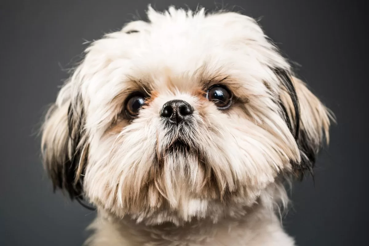 Qual a diferença entre Shih Tzu americano e europeu? - Imagem Canva Pró