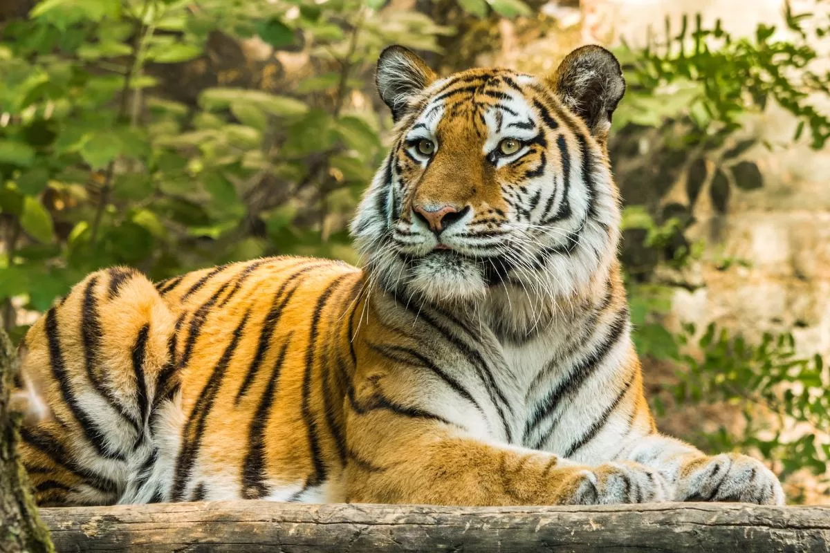 Os tigres: reis da selva'