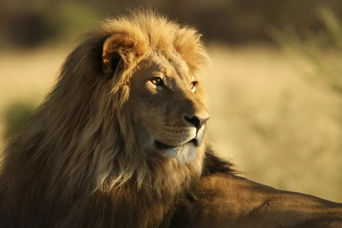 Leão: O rei das savanas
