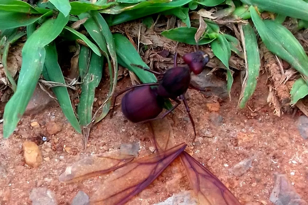 As tanajuras: insetos sociais e incansáveis - Imagem Canva Pró