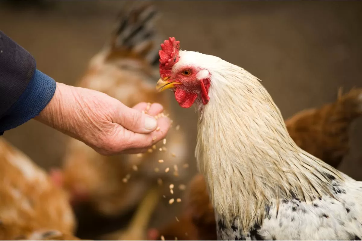 Descubra os segredos para aumentar a produção de ovos em frangos
