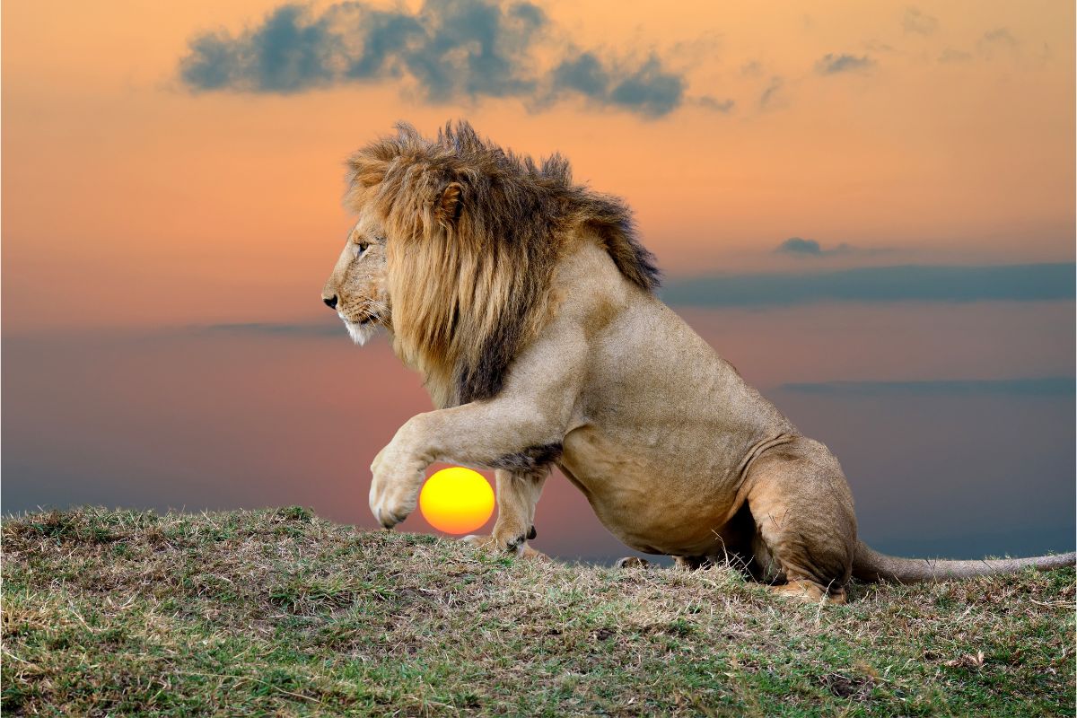 Leão: O rei das savanas - Imagem Canva Pró