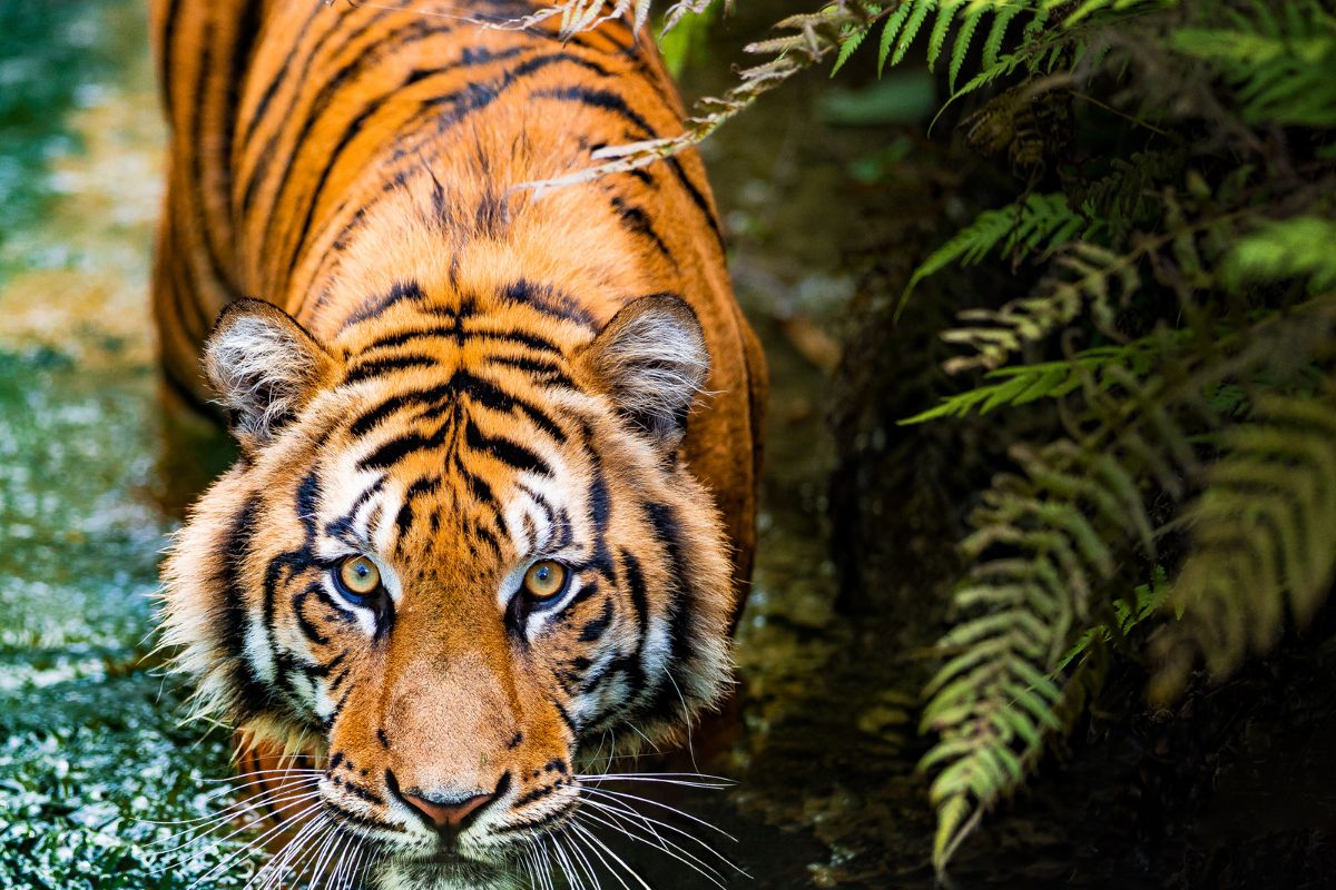 Os tigres: reis da selva - Imagem Canva Pró